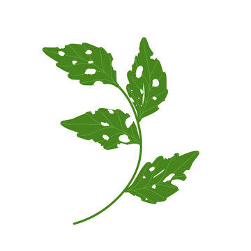 Illustration of green leaves with holes due to insect bites
