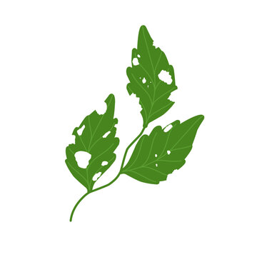 Illustration of green leaves with holes due to insect bites