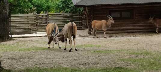 a group of goats in the zoo © MARIA