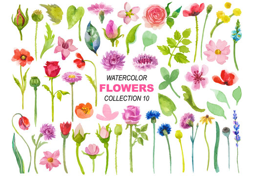 Watercolor painted collection of flowers. Hand drawn flower design elements isolated on white background.