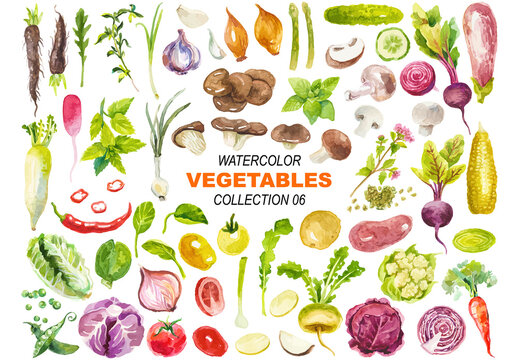 Vector watercolor painted vegetables clipart Hand drawn design elements isolated on white background