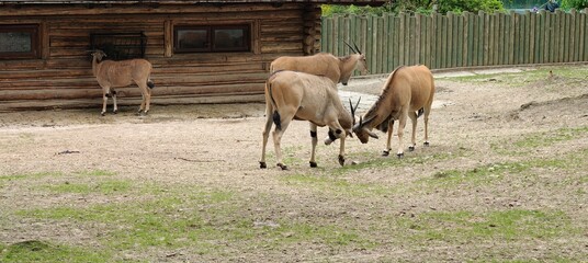 a herd of goats on the farm © MARIA
