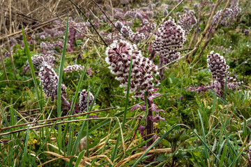Field of flowering butterbur in early spring; flowers appear before the huge leaves develop 