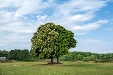 Two entangled horse chestnut trees, only one flowering, in the newly created nature area of Lentevreugd near Wassenaaar, Netherlands