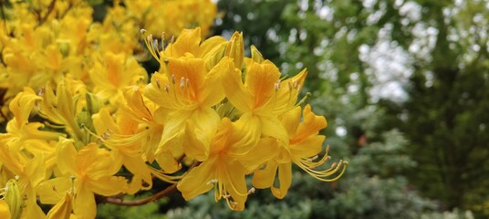 beautiful yellow flowers in the garden