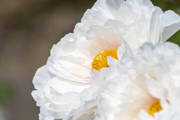 白い牡丹の繊細な花びら