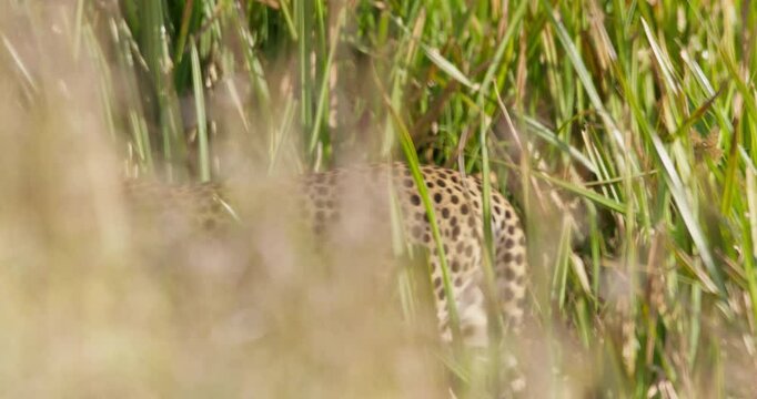Wide shot of a cheetah (Acinonyx jubatus) looking back and walking off through papyrus reeds (Cyperus papyrus) in kenyan plain at sunrise
