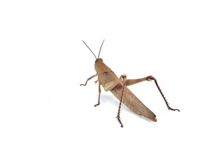 Locust grasshopper (Valanga nigricornis) isolated on white background 