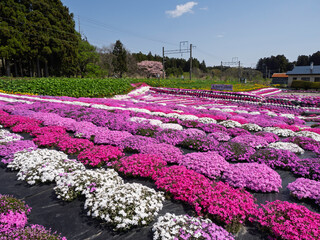 一面に広がる芝桜