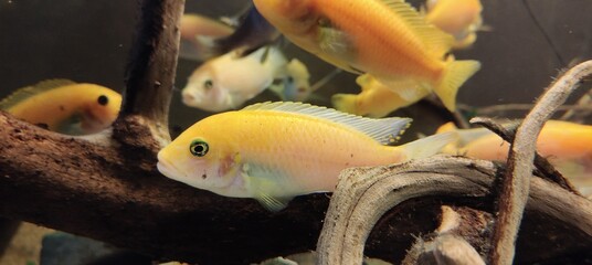 tropical fish in the aquarium