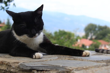 Czarno biały kot © Natalia Kostka