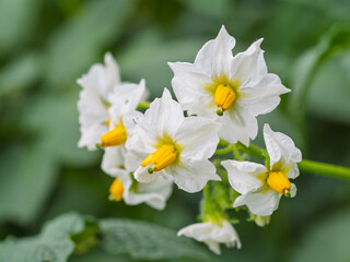 White flower of blooming potato plant. Beautiful white and yellow flowers of Solanum tuberosum in bloom growing in homemade garden. Close up. Organic farming, healthy food, BIO viands, back to nature.