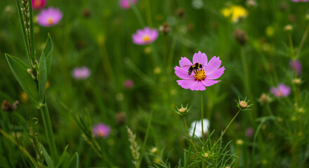 purple flowers in the grass