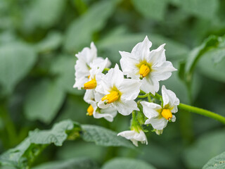 White flower of blooming potato plant. Beautiful white and yellow flowers of Solanum tuberosum in...