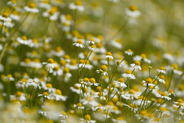 Close-up of  of chamomile herb Matricaria chamomilla