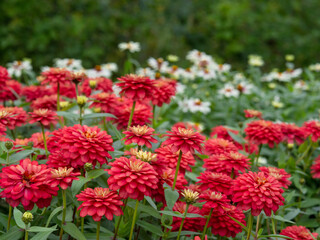 Big red Zinnia flowers blooming in autumn in a park, closeup with selective focus, white flowers and green hedge on a background