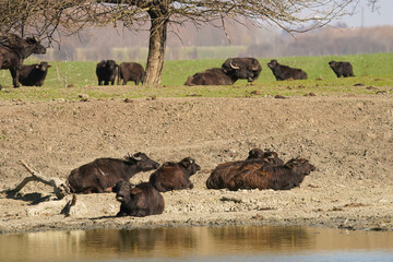 Herd of water buffalos, Bubalus bubalis