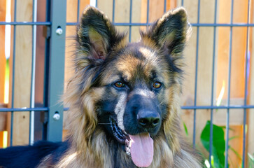 A brown and black dog with a tongue sticking out