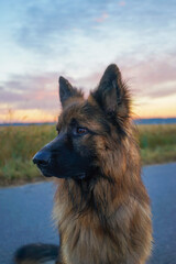 A brown dog with a black nose and black eyes is standing on a road