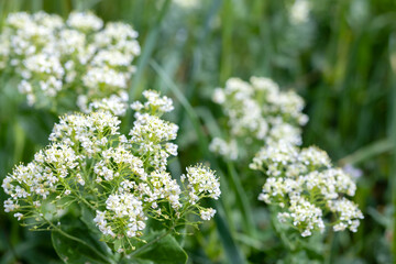 Close-up of blooming white wildflowers in a green meadow on a sunny spring day. Natural soft focus...