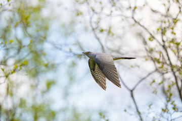 Common cuckoo in flight, spring forest and blue sky on the background