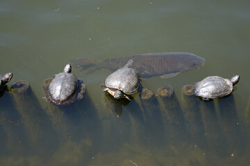 Obraz premium 宝ヶ池公園 宝ヶ池の亀と鯉 京都市左京区上高野