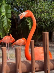 flamingo in the zoo