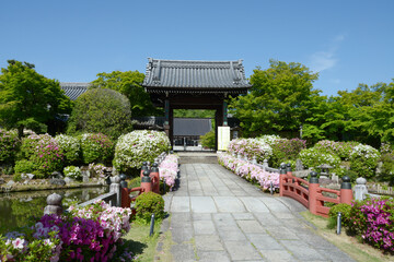 Obraz premium 新緑の妙満寺 参道のツツジと山門 京都市左京区岩倉