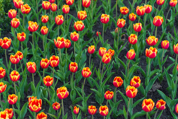 Fototapeta premium Vibrant Tulip Field In Full Bloom Under Clear Blue Sky
