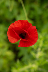 Obraz premium Bright red poppy on green background