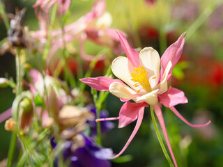 Decorative red-white Granny's bonnet or Columbine, Aquilegia, flower blooming in a sunny garden, beautiful floral background, closeup