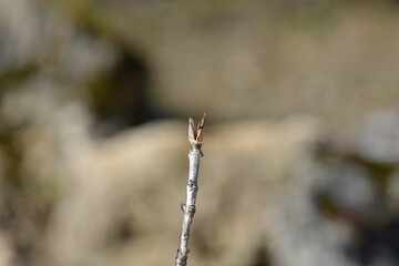 Alpine Honeysuckle branch with buds - Latin name - Lonicera alpigena