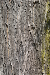 Japanese pagoda tree bark detail - Latin name - Sophora japonica