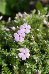Douglas Moss Phlox pink flowers - Latin name - Phlox douglasii Lilac Cloud
