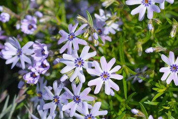 Creeping Phlox flowers - Latin name - Phlox subulata Fabulous Blue Dark Centre
