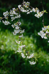 cherry blossom branch with white flower in spring garden