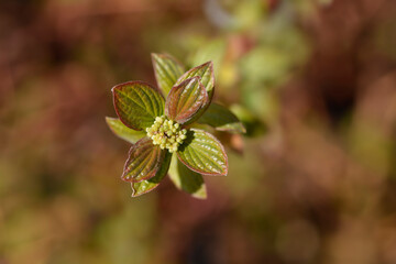 Dogwood branch with flower buds - Latin name - Cornus sanguinea Midwinter Fire