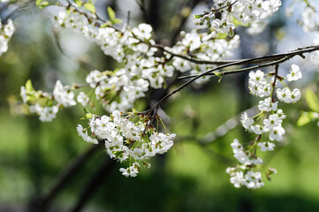 cherry blossom branch with white flower in spring garden