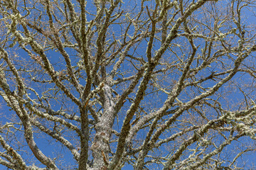 Quercus pyrenaica. Leafless, lichen-covered Pyrenean oak.