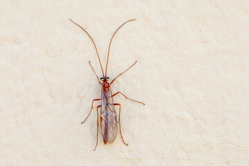 Ophion luteus. Sickle wasp perched on the wall.
