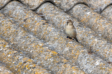 Passer domesticus. Female House Sparrow perched on a roof.