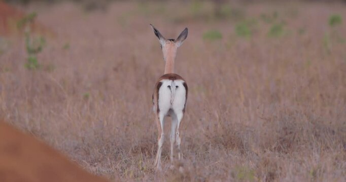 Wide shot of a herd of grant's gazelle (Nanger granti) walking across the savanna during the afternoon in kenya 