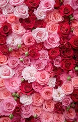 Naklejka premium A Vibrant Display of Pink and Red Roses Showcasing Various Shades and Textures for Floral Arrangements and Wall Decor