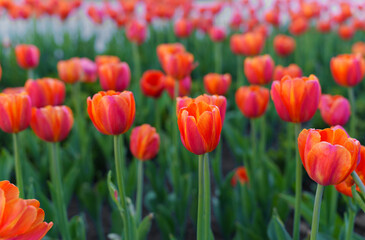 Obraz premium Vibrant Orange Tulips Blooming in a Colorful Garden Landscape