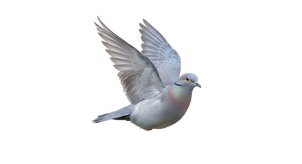 Isolated Flying Pigeon