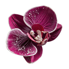 The vibrant magenta orchid bloom glistens with water droplets, its delicate petals displaying intricate patterns against a clean, bright white background showcasing detail.