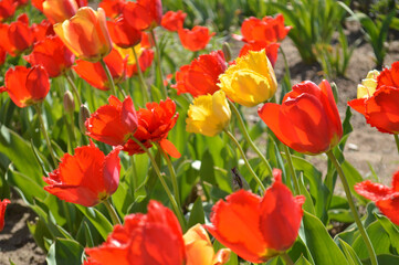 Obraz premium Captivating view of vibrant red and yellow tulips, a beautiful spring garden scenery.
