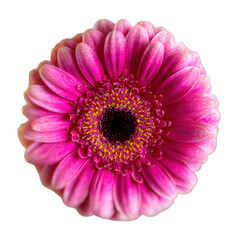 A vibrant pink gerbera daisy with its bright yellow center is isolated on a pure white background, making it a striking and cheerful botanical subject.