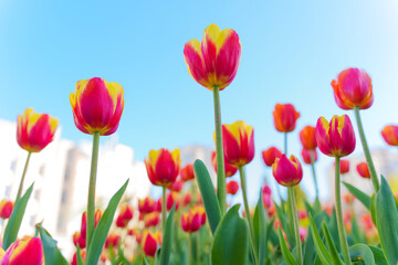 Obraz premium Vibrant Tulip Field Under Clear Sky in Urban Environment