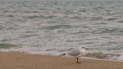 A seagull on the Black Sea coast in Anapa. A seagull on a sandy beach. Birds and the sea. A storm at sea and inclement weather.